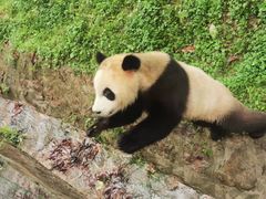 -都江堰中华大熊猫苑