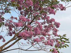 -深圳人才公园