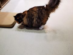 -藏猫猫咖啡主题馆(中央大道店)