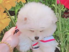 -宠颐生中康贝怡动物医院