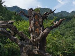 -龙湾潭国家森林公园