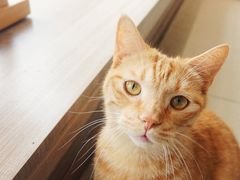 -藏猫猫咖啡主题馆(中央大道店)