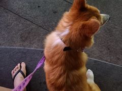 -瑞派动物医院·绝育·犬猫全科·预防医学(光景江南中店)