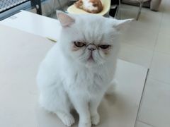 -怪兽屋·羊驼·猫咖·狗咖(俊华广场店)