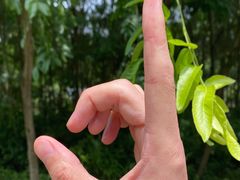 -都江堰玫瑰花溪谷
