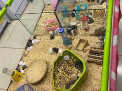 -钓仓鼠(洋桥北里小区店)