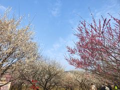 -香雪海