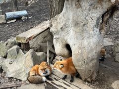 -宫城藏王狐狸村