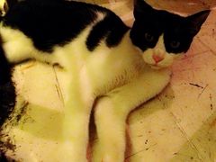 店里的猫咪3-洪齐林老镇