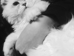 -猫猫幼稚园·撸猫·桌游·电玩