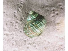 -青岛贝壳博物馆