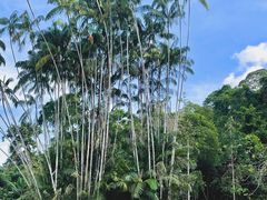 -槟城植物园