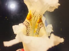 附近梓树花-卓粤拉肠(红庙店)