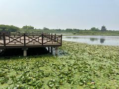 -上海海湾国家森林公园