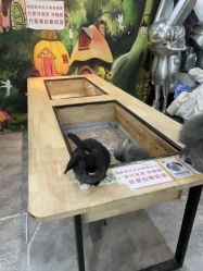 -神奇动物撸宠馆·羊驼·小浣熊·异宠(豫园店)