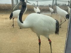 -盐城丹顶鹤湿地生态旅游区