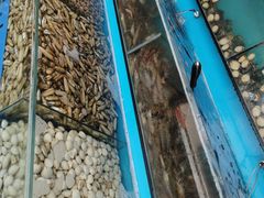 -港畔赶海蒸汽海鲜烧烤自助(仙螺岛店)