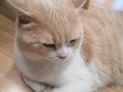 -MOYOYO猫咪咖啡店