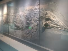 -安徽省地质博物馆