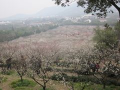 -香雪海