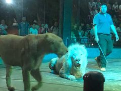 -清迈夜间动物园