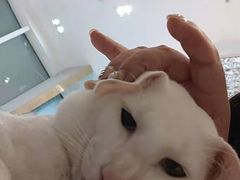 -飞行喵MR PILOT|猫舍·猫咖(静安大融城店)