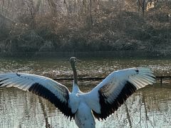 -盐城丹顶鹤湿地生态旅游区