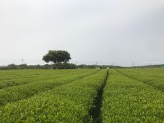 -雪绿茶博物馆