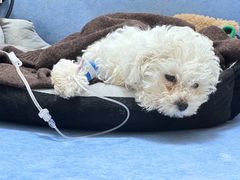 -博特宠物医院24h犬猫全科.骨科·异宠