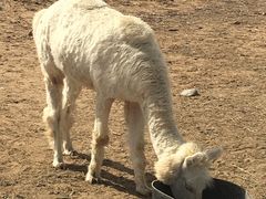 -恩格贝生态旅游区