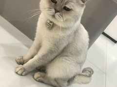 -糯米喵星人·撸猫猫舍咖啡馆(西市场嘉华店)