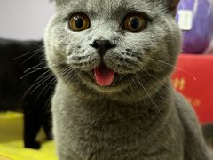 -猫大福·Fortune Cat猫舍(百子湾店)