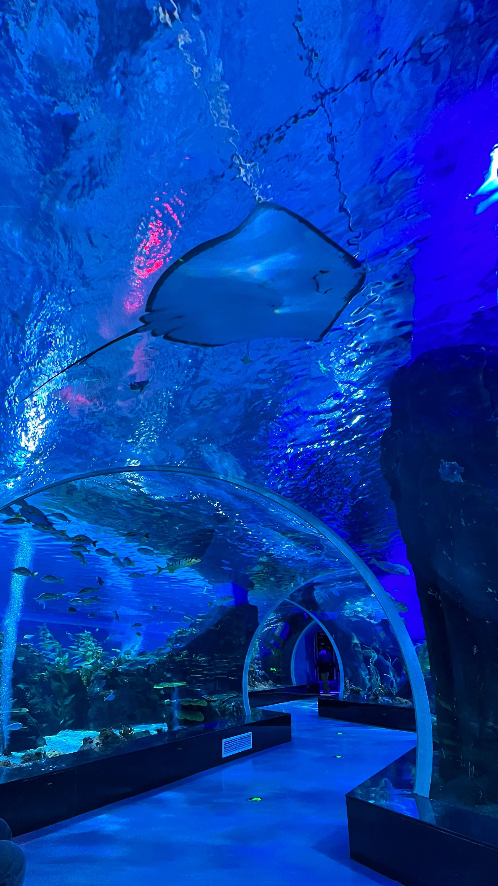 沉溺在水族馆♒️🌊 温州也有