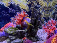 -芜湖新华联大白鲸海洋公园