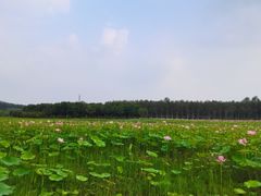 -东郊湿地公园