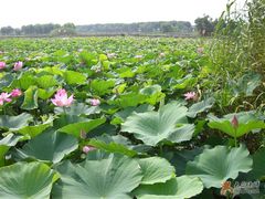 -洪湖生态旅游区