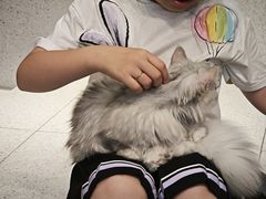 -飞行喵MR PILOT|猫舍·猫咖(静安大融城店)