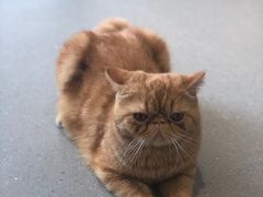 -飞行喵MR PILOT|猫舍·猫咖(静安大融城店)