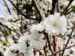-南汇桃花村