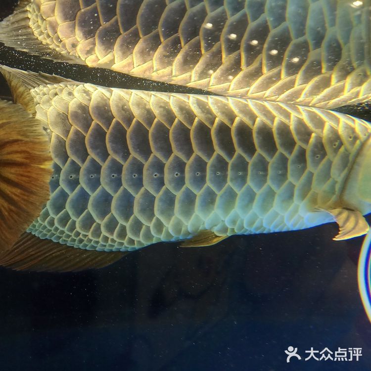 宠物展也太好吸猫撸狗了！[亲亲][亲亲][亲亲]