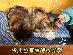 -Sirena海妖日咖夜酒