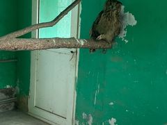 -西霞口神雕山野生动物世界