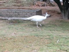 -泉州海丝野生动物世界