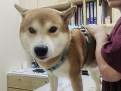 -芭比堂动物医院·24小时·眼科中心(深圳中心)