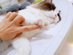 -COLOR PETS 撸猫馆·购猫·猫咖(长风大悦城店)