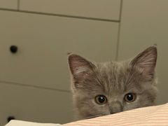 -瑞派名望志远动物医院·猫科·內科·异宠专科(直港大道店)
