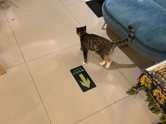 -平行世界·猫咖(首经贸店)