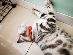 -平行世界·猫咖(首经贸店)
