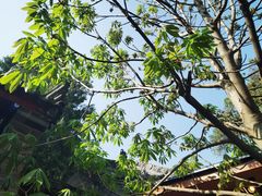 -西安市广仁寺