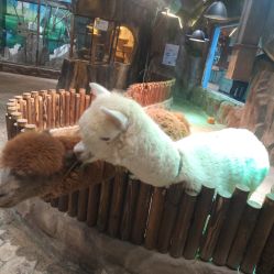 -宝燕乐园(闵行旗舰店)